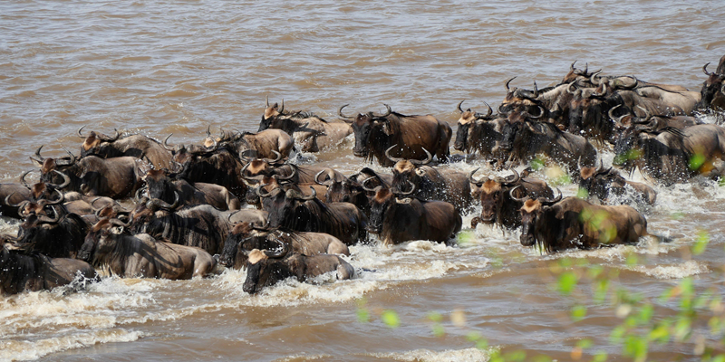 INTERESTING FACTS ABOUT THE GREAT WILDEBEEST MIGRATION IN TANZANIA