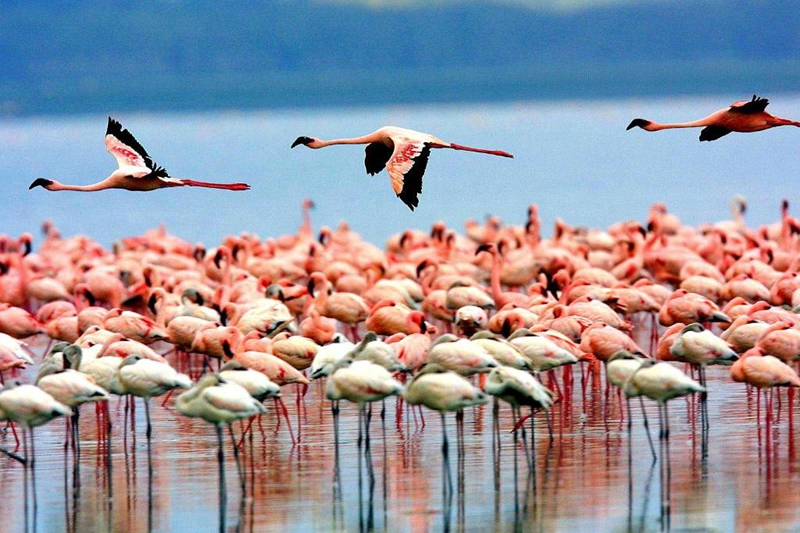 A DAY TRIP ITNERARY TO LAKE MANYARA NATIONAL PARK