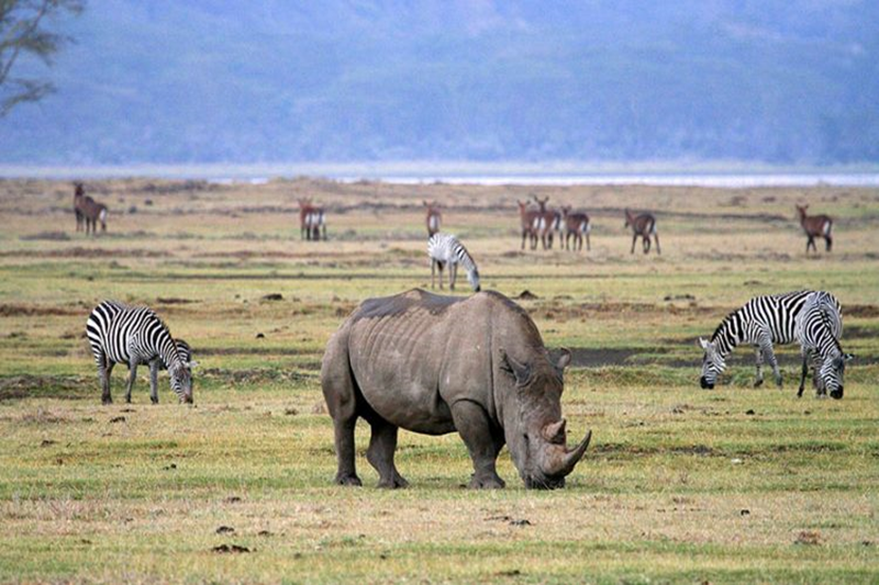 3 DAYS SAFARI NGORONGORO, MANYARA AND TARANGIRE.