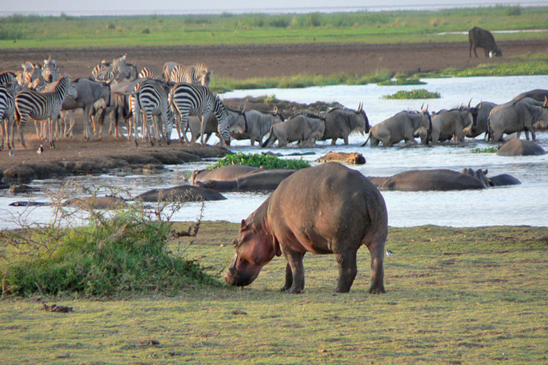 4 DAYS SAFARI IN LAKE MANYARA, SERENGETI AND NGORONGORO