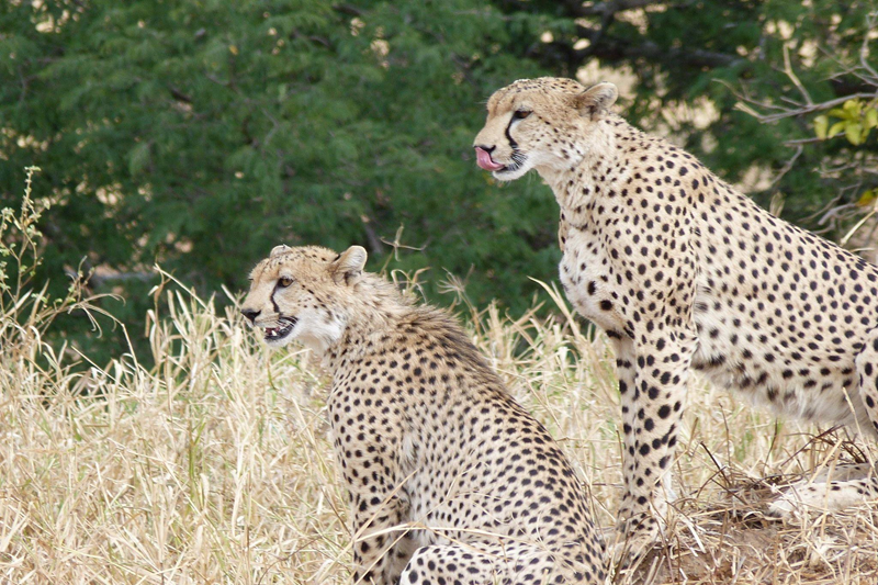 5 DAYS SAFARI IN TARANGIRE, NGORONGORO AND SERENGETI