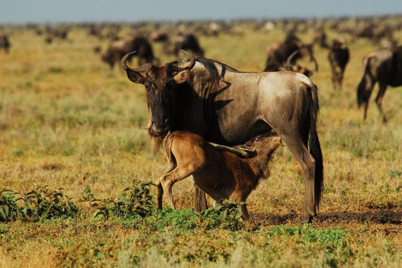 6 DAYS EXPLORE LAKE MANYARA, NGORONGORO AND NDUTU