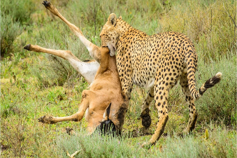 6 DAYS SAFARI IN NGORONGORO, SERENGETI