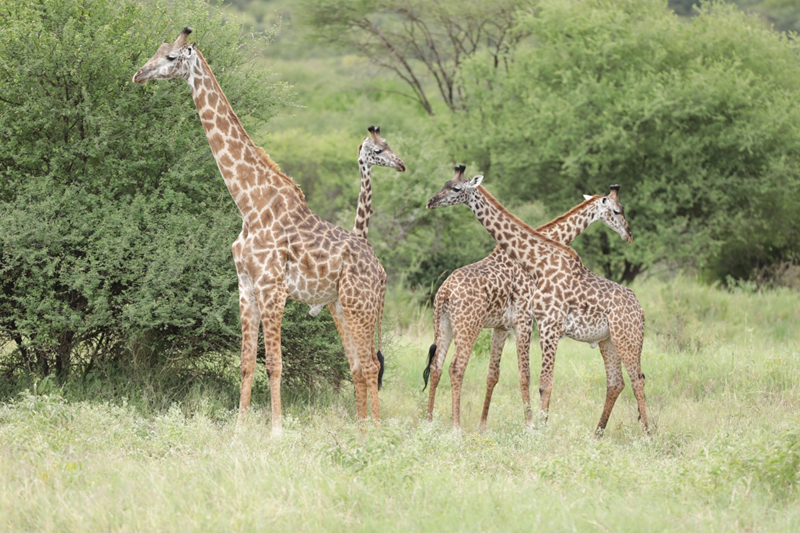 3 DAYS SAFARI IN NYERERE NATIONAL PARK
